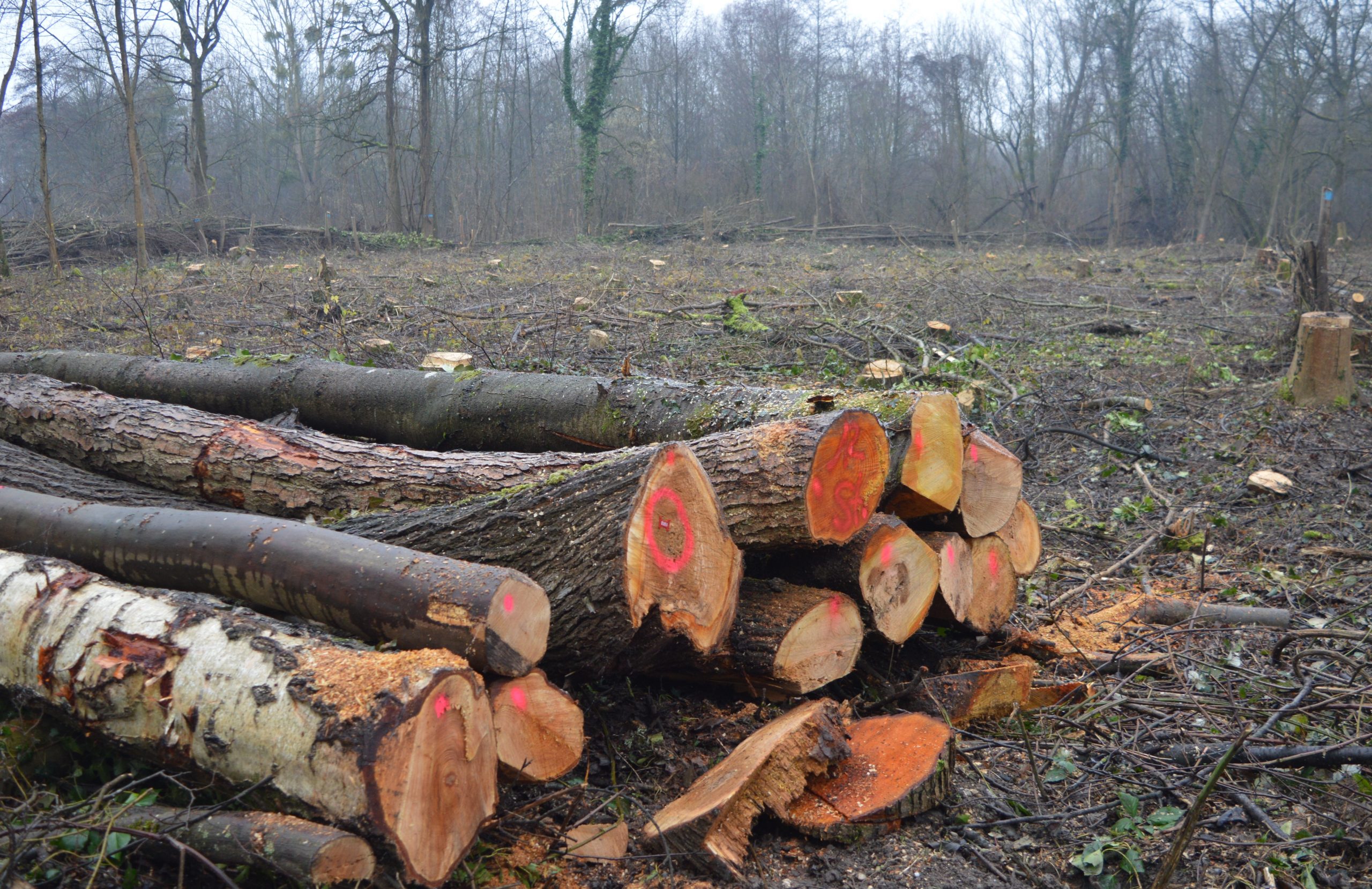 Mehr über den Artikel erfahren Forstlicher Kahlhieb im „grünem Bereich“
