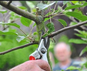 Mehr über den Artikel erfahren Pflegearbeiten Obst- und Gartenbauverein entfällt
